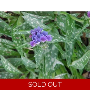 Pulmonaria 'Bertram Anderson'